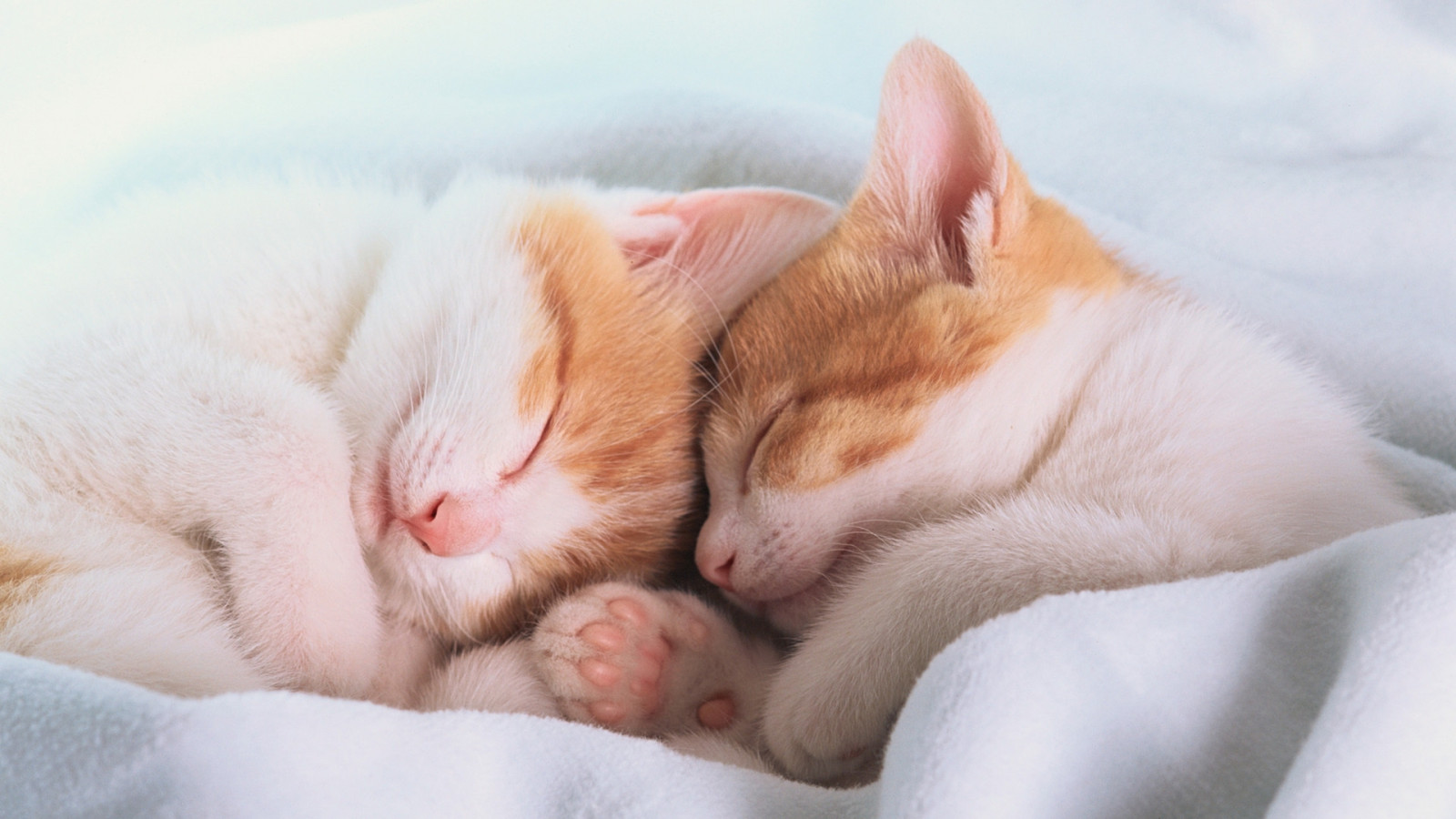 Wallpaper blanket, ears, sleep, dream, feet, kittens 1920x1080