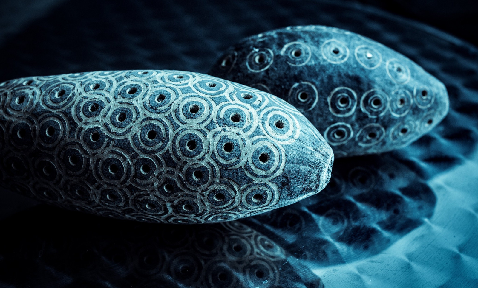 fotografování, modrý, Pod vodou, kmenový, artefakty, biologie, květ, útes, fraktální umění, zblízka, makro fotografie, mořská biologie, organismus