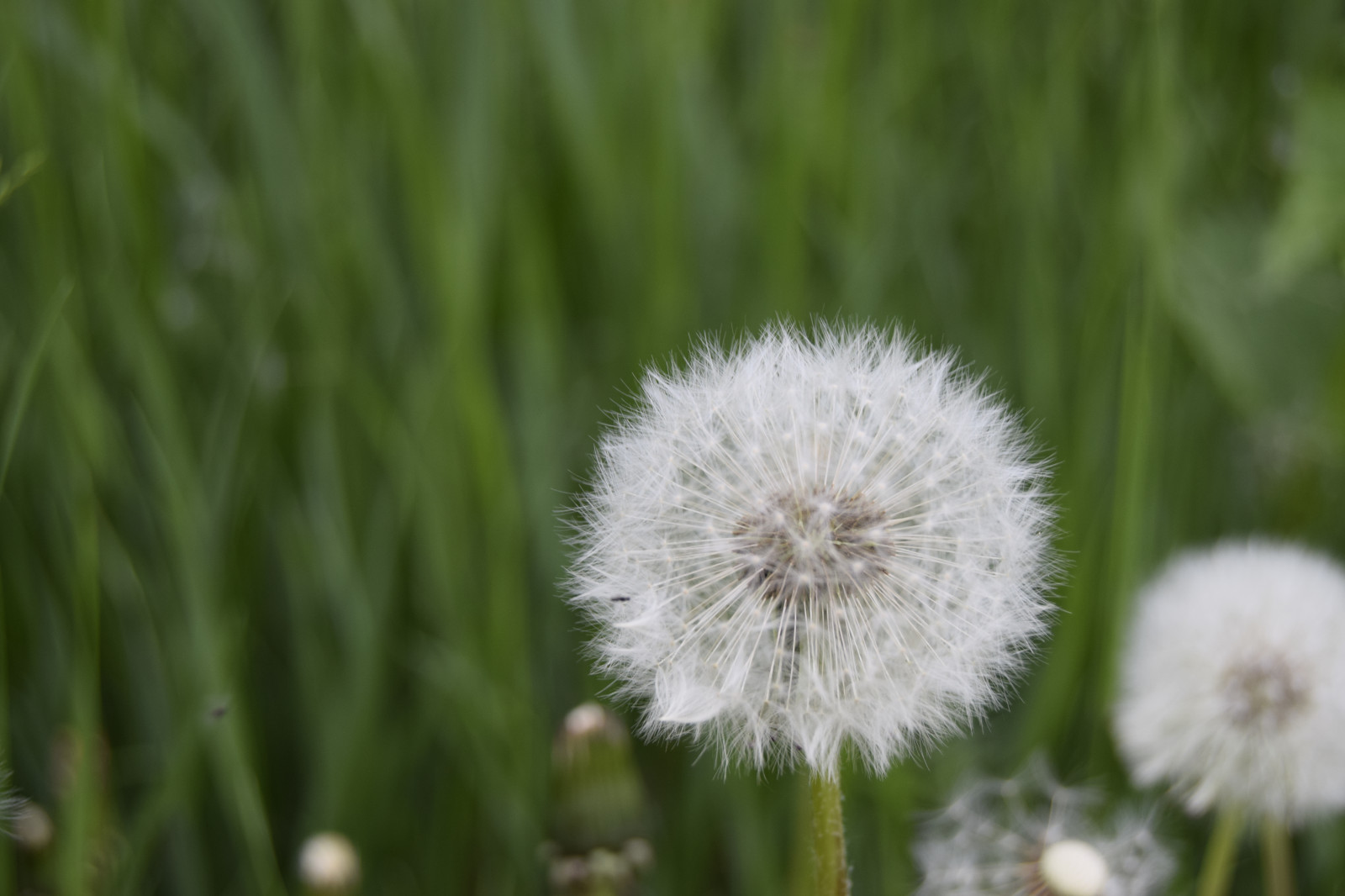 natur, planter, blomster