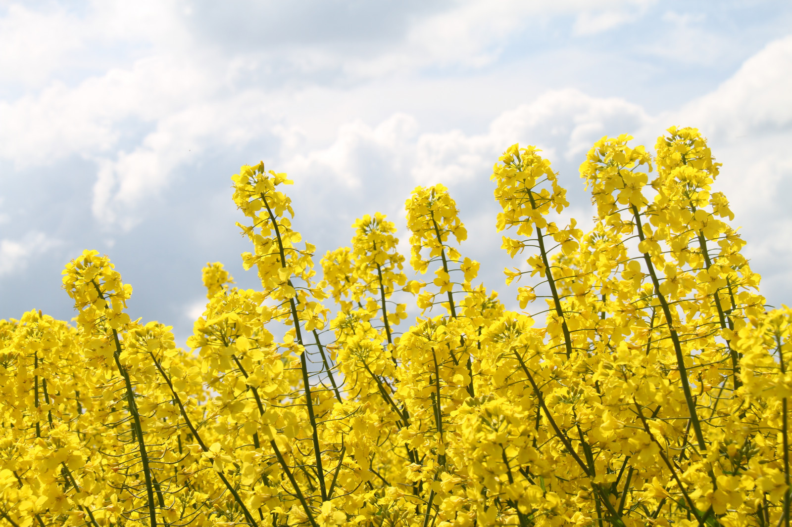 Wallpaper : sunlight, landscape, food, sky, field, yellow, Rapeseed ...