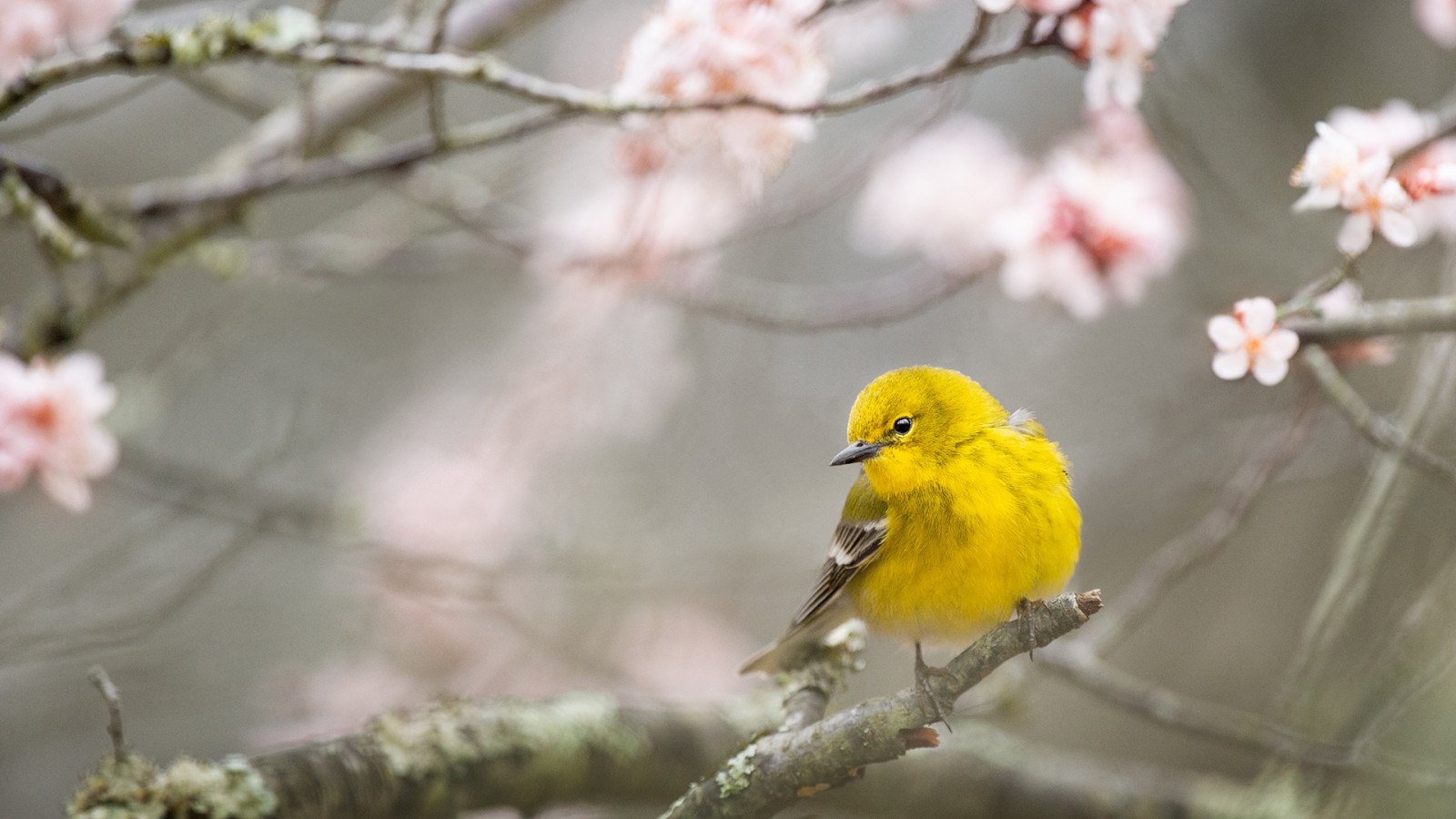 Wallpaper photography, warbler, flowers, branch 1920x1080 AxelA