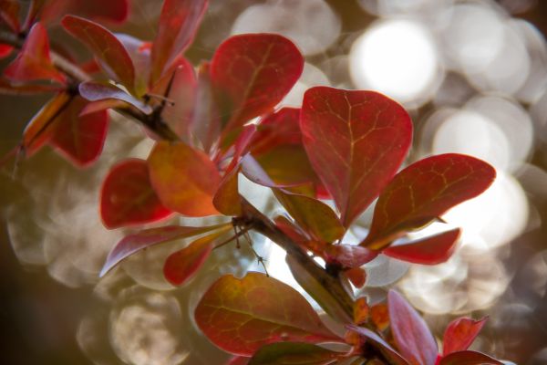 branch,blossom,spring,garden,red,park