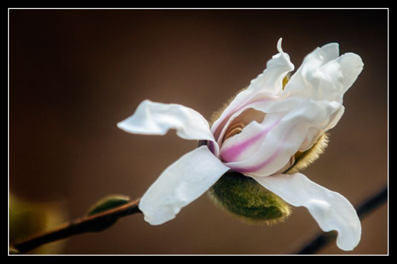 blanc,fleur,magolia,Canon70200mm,Canon7d