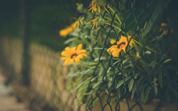 sunlight,sunset,flowers,depth of field,nature,grass