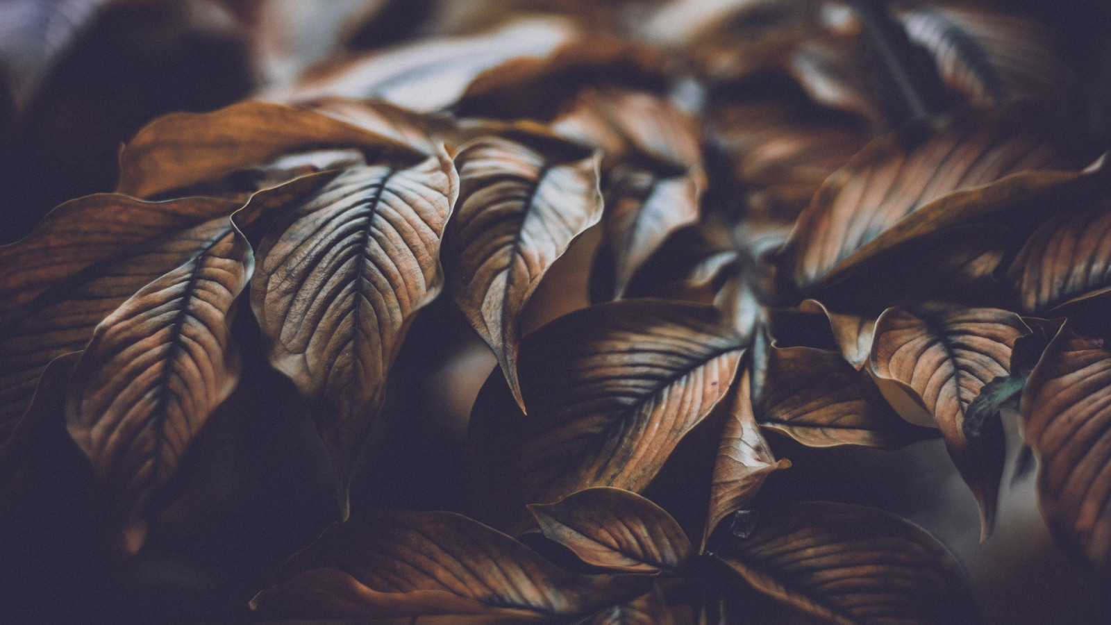 natură, plante, frunze, vene