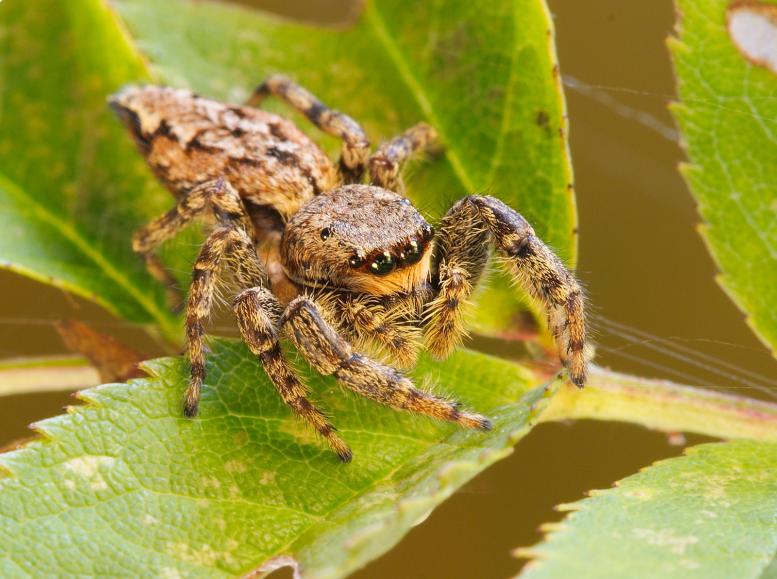 zvěř, fotografování, hmyz, pavouk, pavoukovec, weevil, fauna, zblízka, makro fotografie, bezobratlý, členovců, orb weaver pavouk, araneus, Evropská zahradní pavouk, insekt