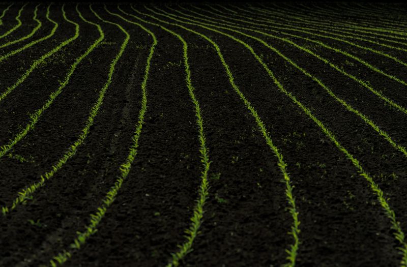 abstract,nikond800,green,landscape,52in201424