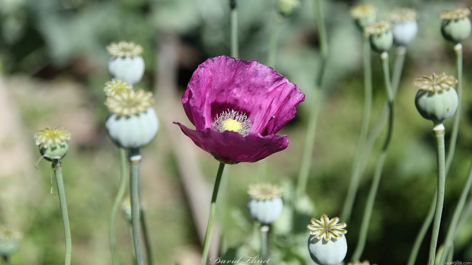 Wallpaper flowers, nature, blossom, poppies, sleep, flower, poppy