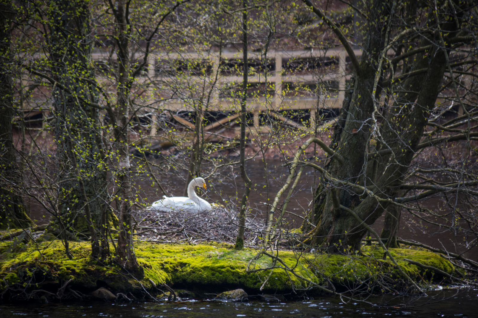 les, Příroda, odraz, řeka, Volně žijících živočichů, labuť, divočina, kachna, rybník, džungle, proud, bažina, mokřadní, strom, pták, Svan, f gel, sk ralid, s der sen, nehorázná lež, fauna, zálesí, vodní ptáci, místo výskytu, přírodní prostředí, vodní pták, kachen, hus a labutě