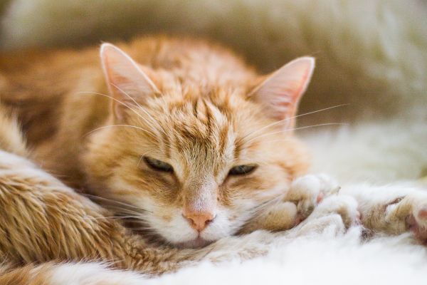 cat,fluffy,rest,muzzle