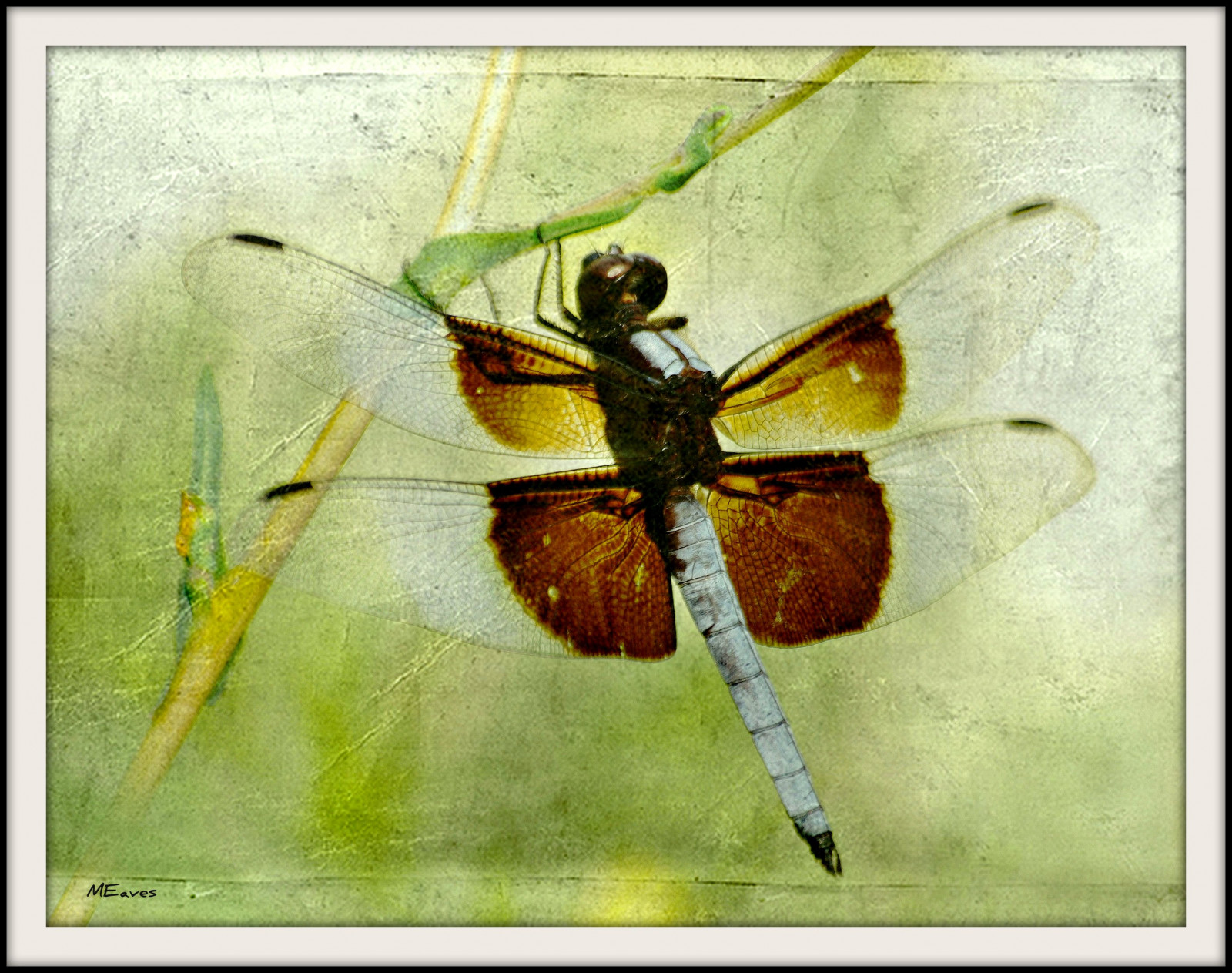 malování, ilustrace, Příroda, křídla, hmyz, Illinois, štěnice, vážka, křídlo, autofocus, fauna, flickrstruereflection1, Středozápad, pentaxart, odonata, sigma70300, K20D, pentaxk20d, bezobratlý, vážky a damseflies