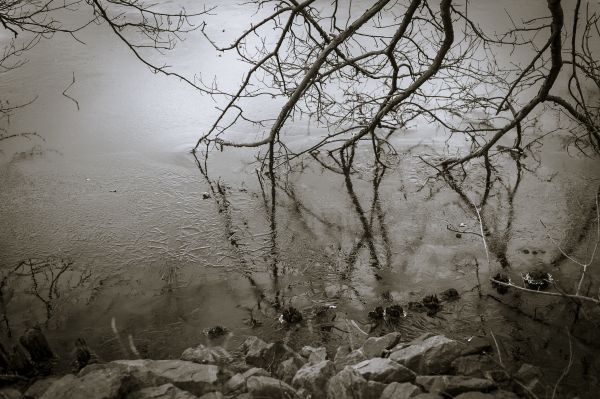Germany,bw,lake,tree,ice,50mm