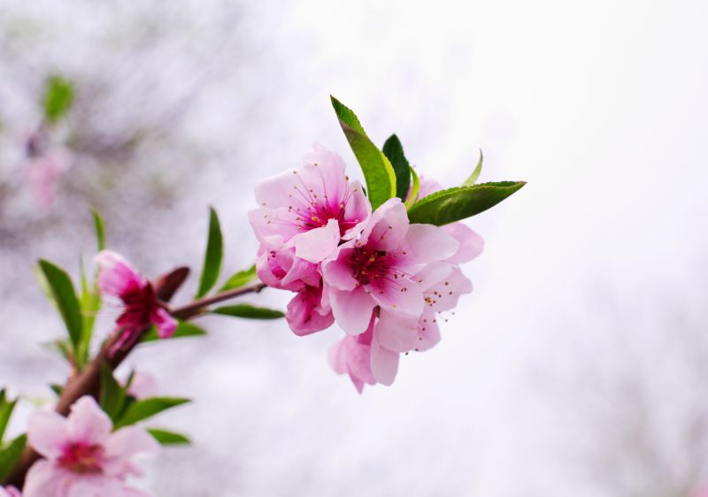 bloemen, tak, kersenbloesem, bloesem, roze, de lente bloemen, tak, kersenbloesem, bloesem, roze, de lente