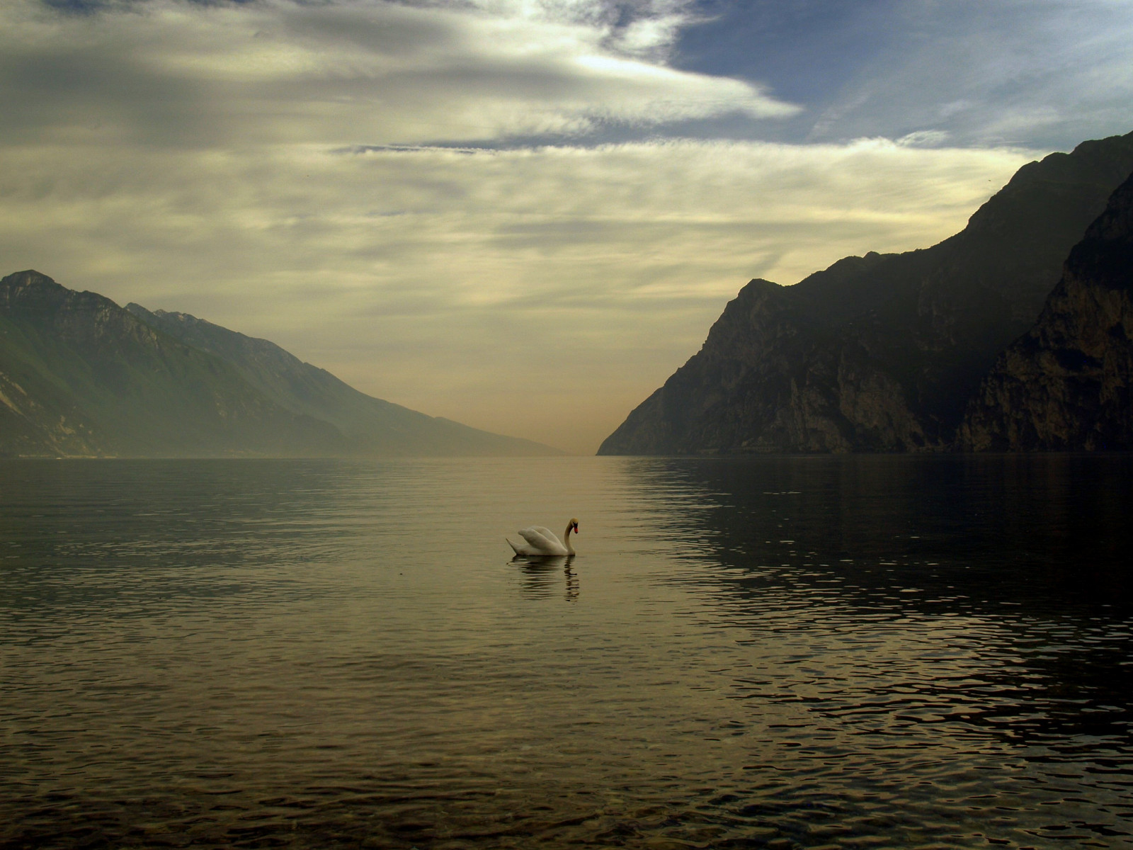 topf25, labuť, garda, labutě, gardameer, lakegarda, gardalake, lagodigarda, Garda, Cigno, Lagodegarda, gardawind, abigfave