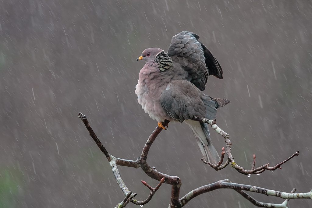 Příroda, zima, déšť, větev, Volně žijících živočichů, atmosféra, zobák, počasí, pták, bouře, fauna, jírovec, prohlížení pták, obratlovců, capturedviews, capturingthelivinglandscape, capturedviewsbirding, bandtailedpigeon, bandtaill, holuba hřivnáče, birdsintherain