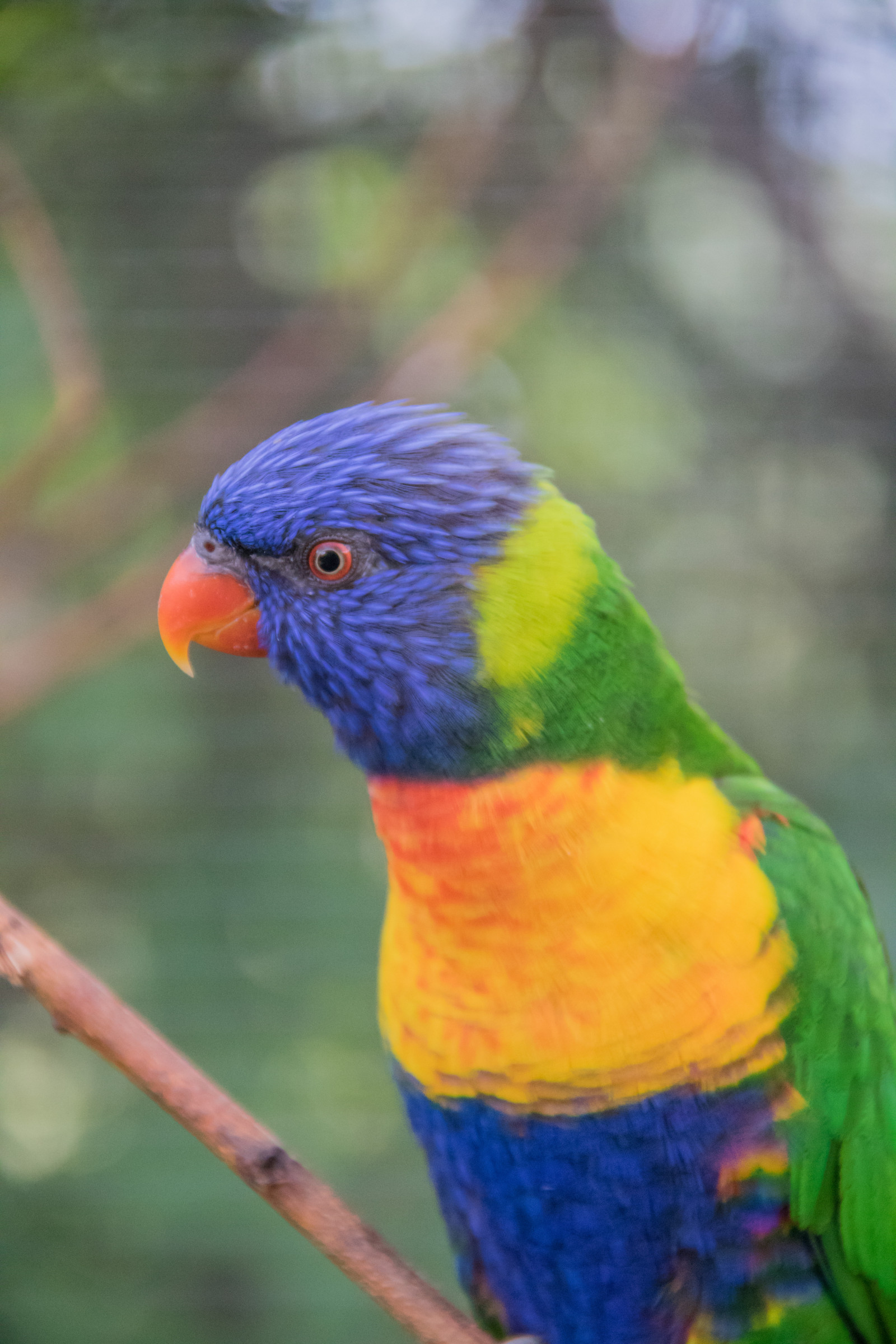 Parrots Denmark Wallpaper : parrot, Denmark, beak, bird, danmark, f gel, exif model ...