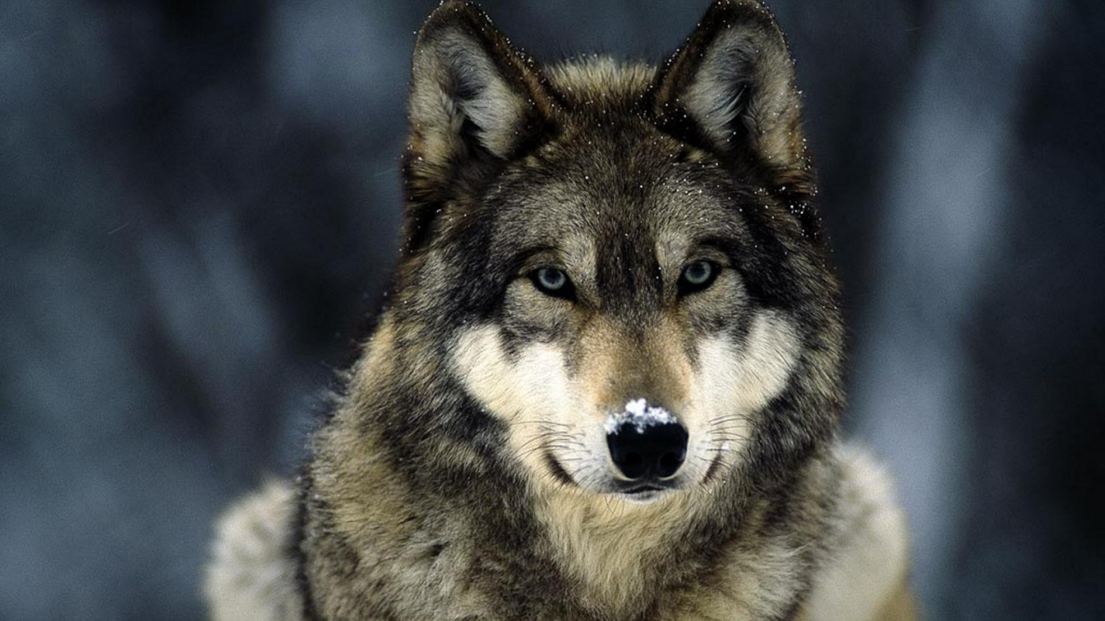 Wallpaper : 1920x1080 px, animals, wolf 1920x1080 - wallhaven - 1097067 ...