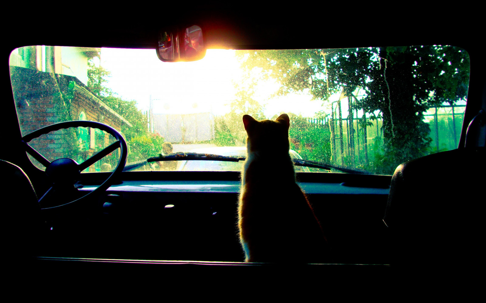 gato, ventana, noche, coche, reflexión, vehículo, vaso, conducción, ligero, oscuridad, parabrisas, captura de pantalla