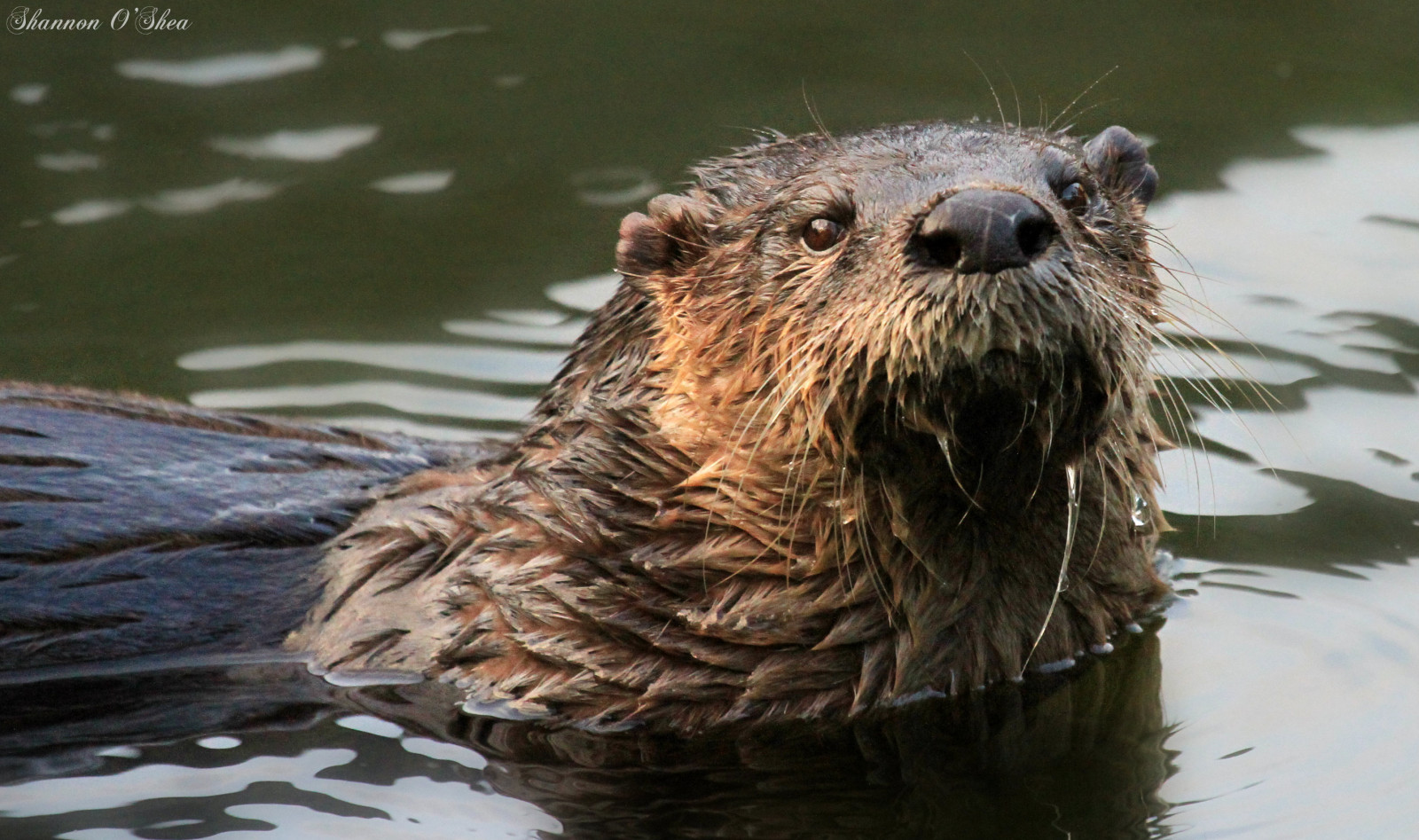 natură, animale sălbatice, mustati, Florida, Vidra, celebrare, faună, mamifer, canoneos7d, shannonroseoshea, bot, carnivoran, organism, castor, Mustelidae, lakerianhard, Vidra de mare, Riverotter, terrestrial animal