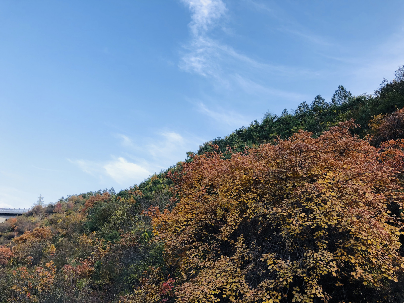 drzewa, niebo, pory roku, fotografia