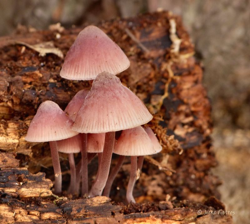 makro, Příroda, houba, ngc, houba, houby makro, Příroda, houba, ngc, houba, houby