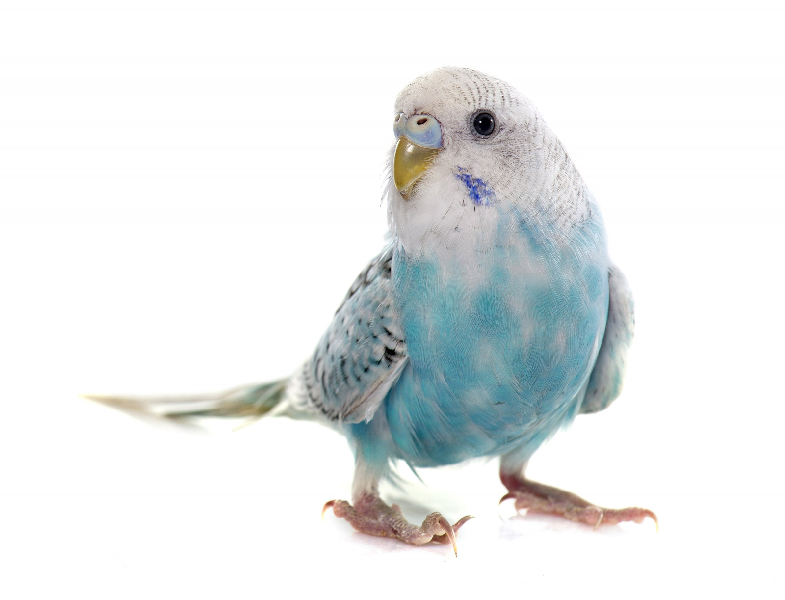 3600x2750 px, dieren, vogelstand, detailopname, papegaaien, wallpapers