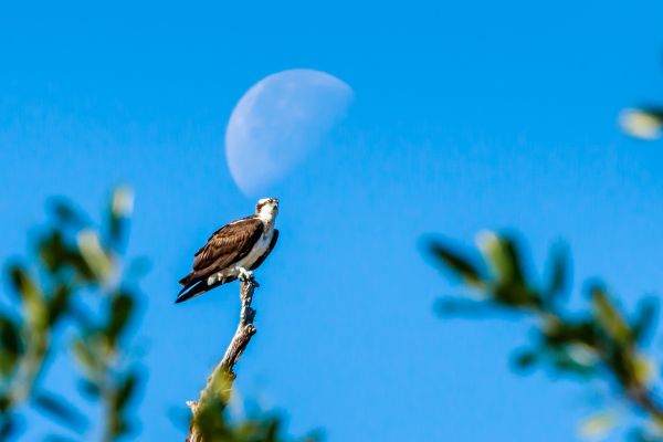 zoom, doubler, extender, telephoto, 400mm, usm