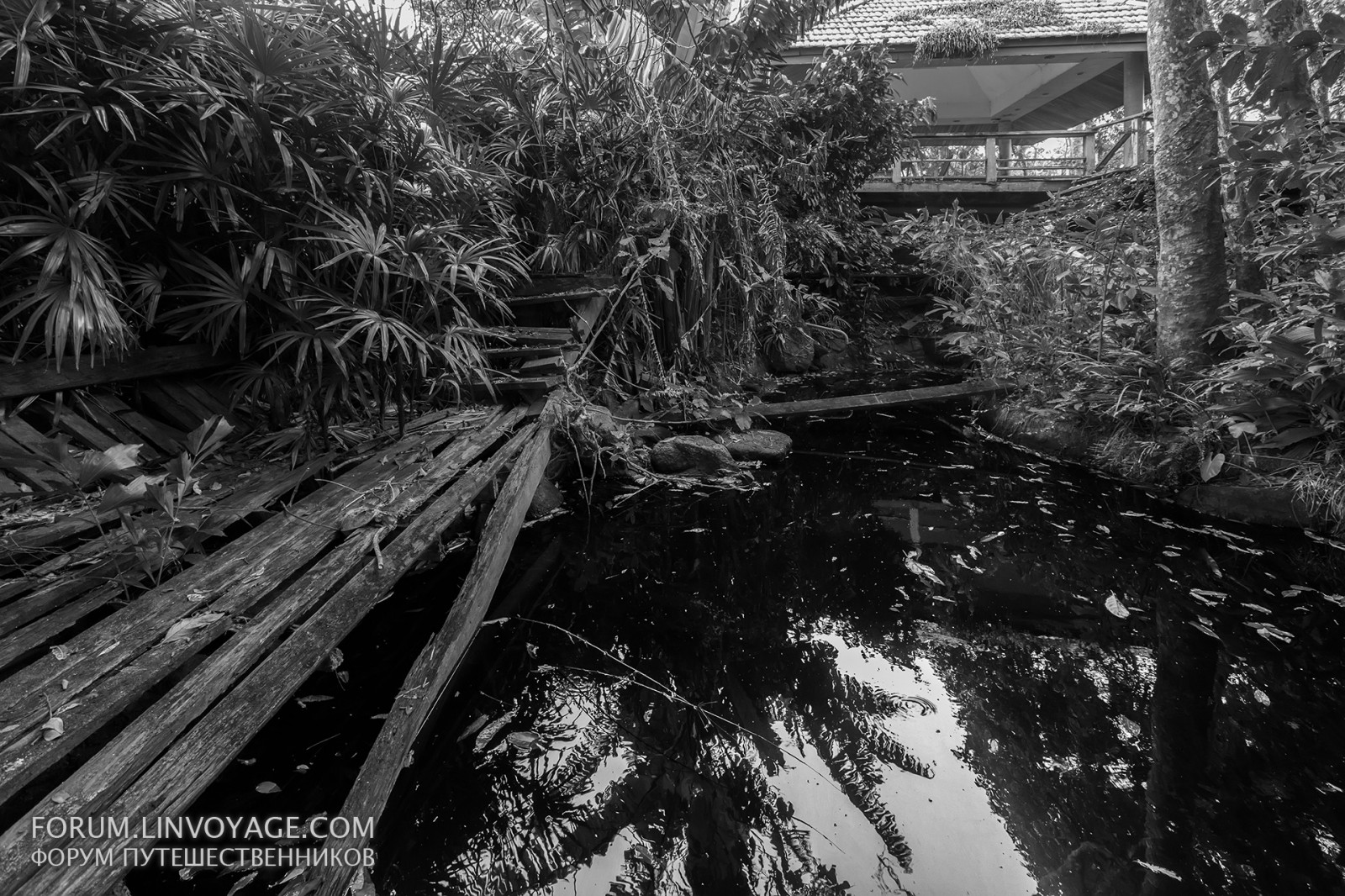 landskab, Skov, blade, gammel, monokrom, gammel, bakke, sø, natur, rød, afspejling, fotografering, træ, afdeling, berolige, flod, ø, Dam, jungle, strøm, Thailand, sort og hvid, træ, blad, bjerg, plante, udendørs, bw, sort hvid, opgive, mørke, phuket, patong, karon, kata, skov, levested, naturligt miljø, atmosfærisk fænomen, sort og hvid, monokrom fotografering, vedplante