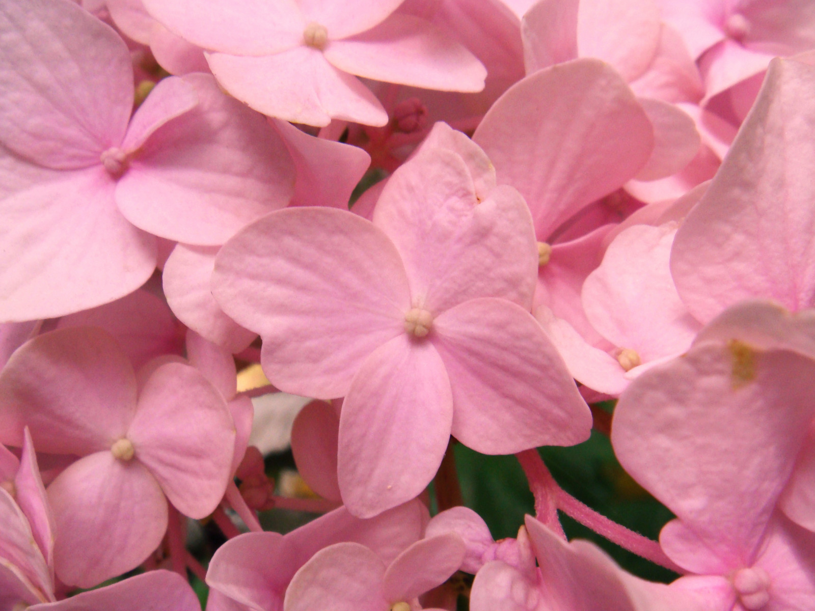 růžový, listopad, květiny, podzim, makro, podzim, Příroda, květinový, zahrada, detailní, Lístky, přátelství, hortenzie, 2009, naturesfinest, topshots, beautifulshot, fantasticflower, abigfave, platinumphoto, flowersarebeautiful, goldstaraward, excellentsflowers, natureselegantshots, rubyphotographer, mimamorflowers, awesomeblossoms, theperfectpinkdiamond, flickrflorescloseupmacros, panoramafotografico, saariysqualitypictures, newgoldenseal