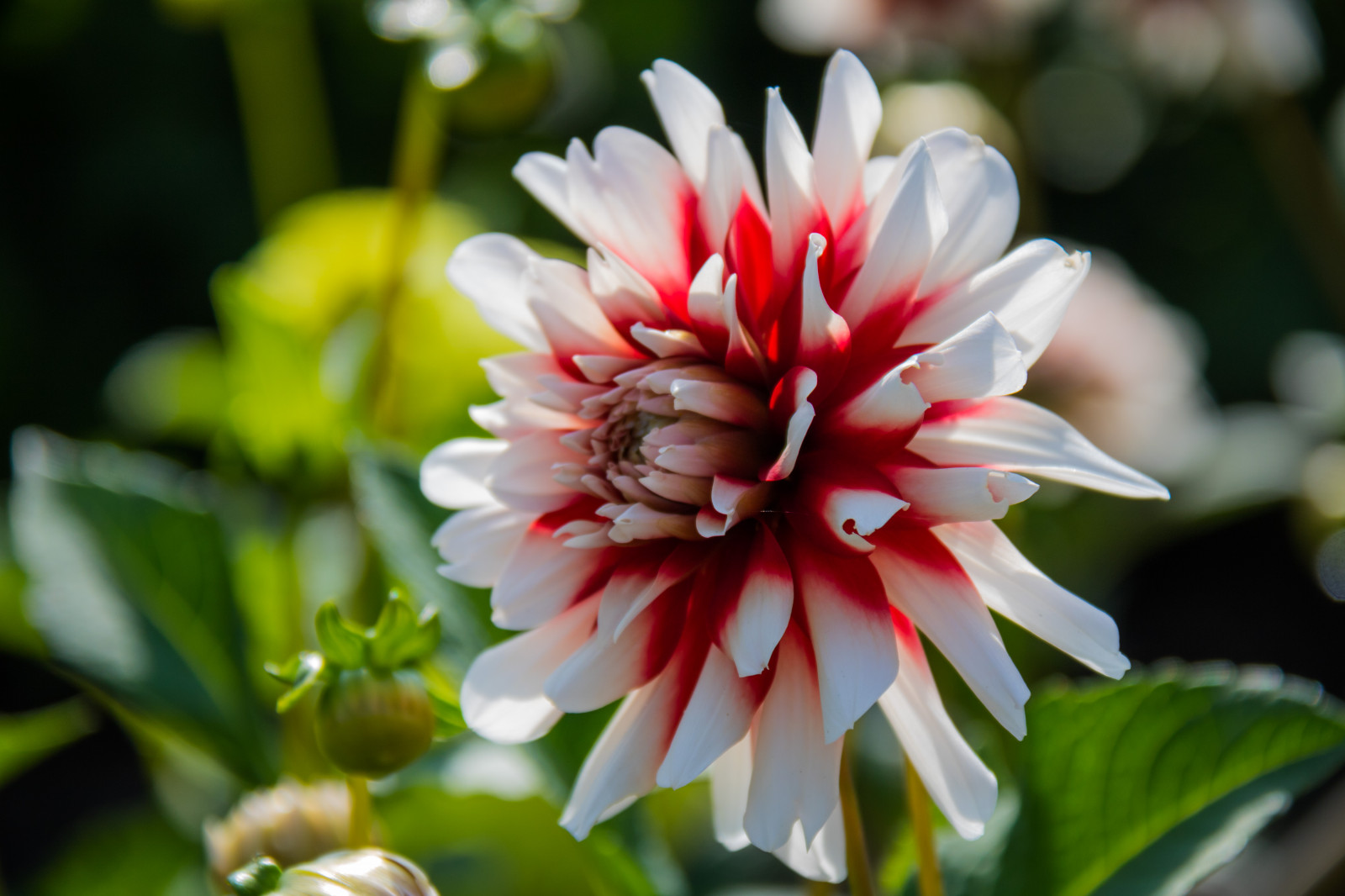 Natur, blühen, Blume, Pflanze, Dahlie, Flora, Blomma, Malmo, Exif Modell canoneos760d, Geocountry, Kamera macht canon, Geocity, Kameramodell canoneos760d, Geostate, Geolocation, Exif linse efs18200mmf3556is, Exif focallength 200mm, Exif machen canon, Exif isospeed 100, Exif Blende 63, Katrinetorp, Blütenblatt, Wildblume, Botanik, Landanlage, blühende Pflanze, Nahansicht, Makrofotografie, Gänseblümchenfamilie