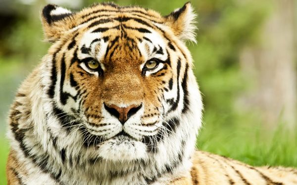 tiger, predator, muzzle, striped, eyes, big cat