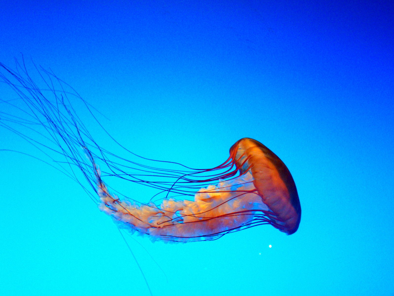 Wallpaper Atlanta, aquarium, jellyfish, soe, fins, naturesfinest