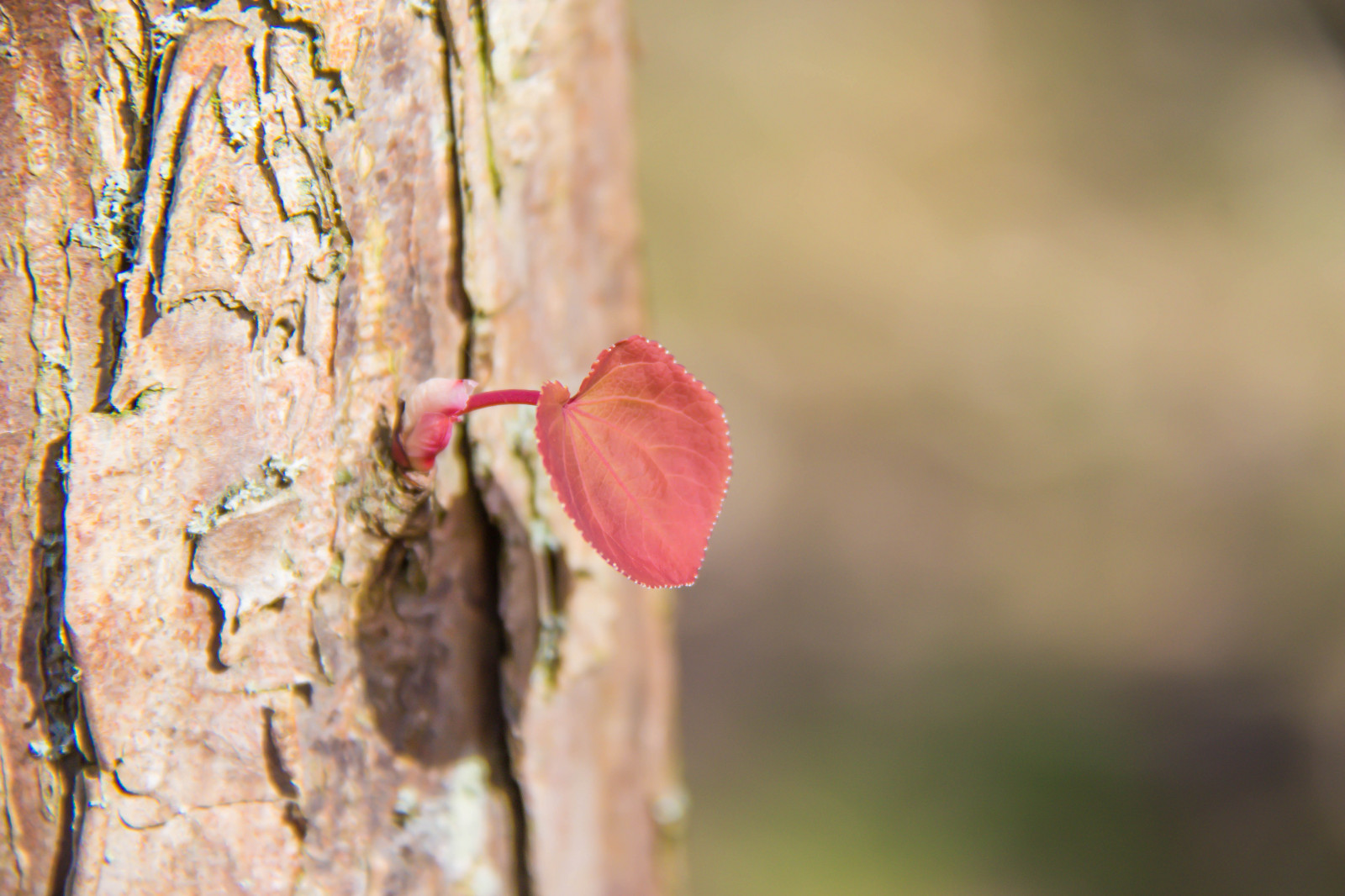 sollys, have, natur, rød, parkere, fotografering, afdeling, grøn, blomst, forår, træ, efterår, blad, blomst, plante, sæson, flora, l v, v r, forår, Alnarp, gren, alnarpsparken, fauna, botanik, vedplante, tæt på, makrofotografering, stængelplante