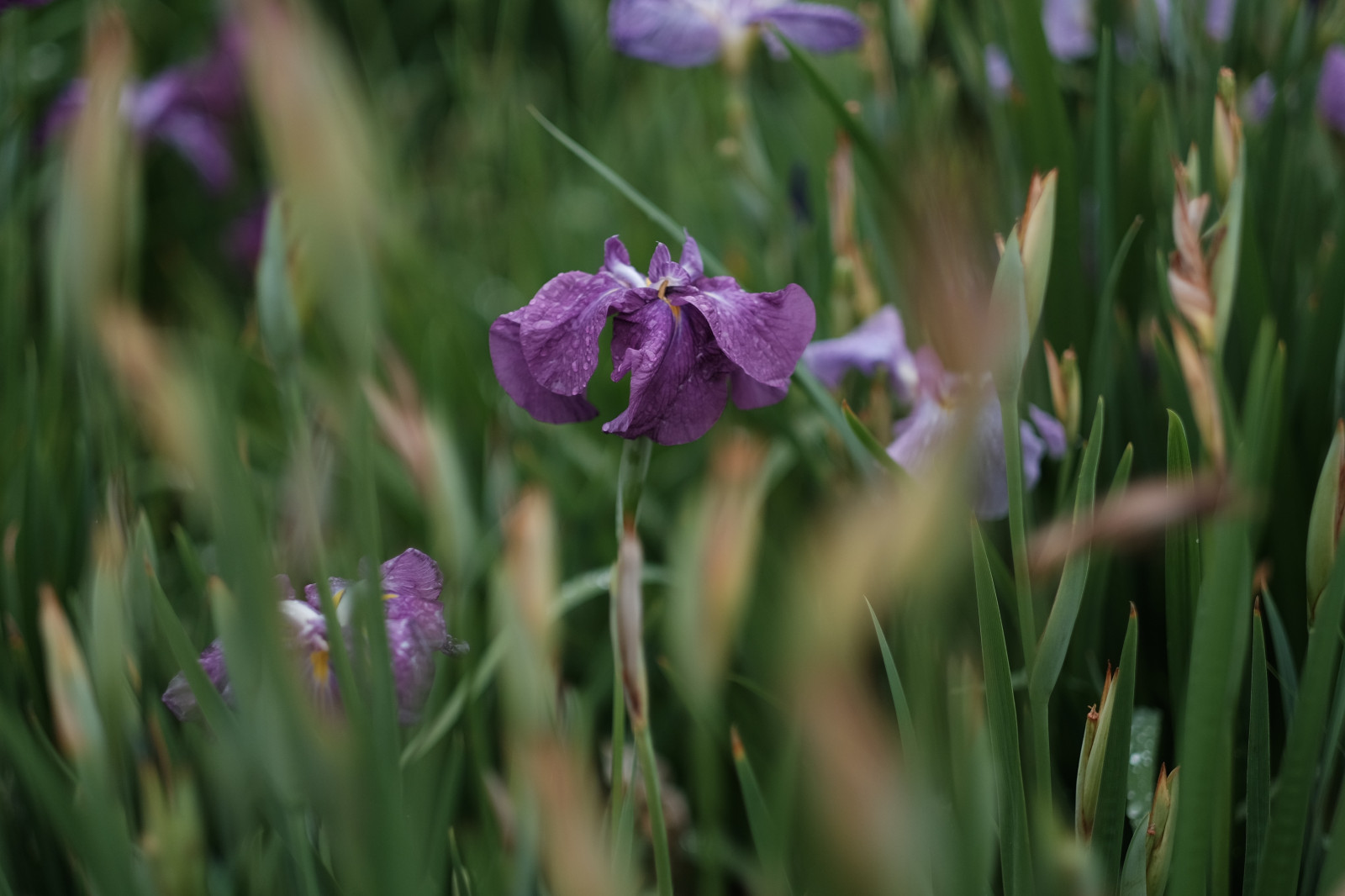 Příroda, tráva, pole, zelená, Tokio, Fujifilm, Duhovka, květ, rostlina, oko, flóra, louka, Fujinon, horikiri, xf, x, xf56mmf12r, xf56mm, XT1, horikiriirisgarden, divoká rostlina, prérie, botanika, suchozemská rostlina, kvetoucí rostlina, makro fotografie, tráva rodina, závod stonek, iris versicolor, iris rodina