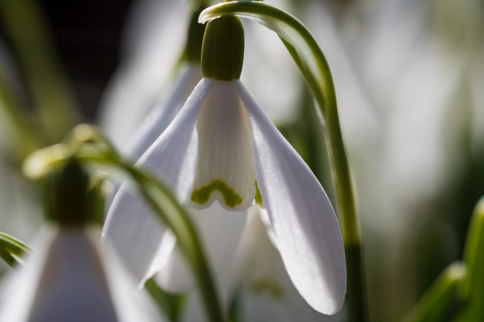 zelená, květ, rostlina, flóra, Blomma, sn droppe, sněženka, Torup, botanika, suchozemská rostlina, kvetoucí rostlina, zblízka, makro fotografie, závod stonek, galanthus