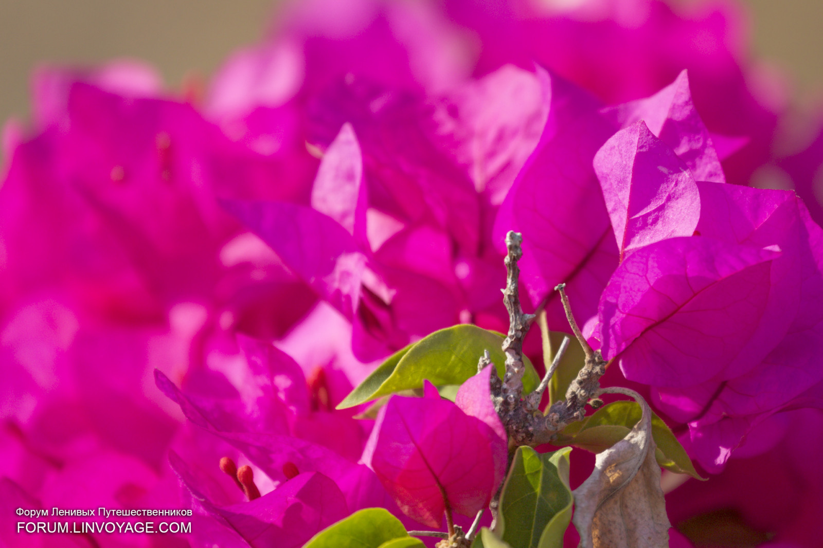 solnedgang, hav, himmel, køretøj, strand, blomst, Malaysia, jungle, lyserød, yacht, lyse, magenta, Rhododendron, Langkawi, Marina, farve, dybdeskarphed, blad, bjerg, blomst, plante, udendørs, ocean, flora, Havn, kronblad, phuketian, sejle, superyacht, phuketphotographernet, forumlinvoyagecom, httpforumlinvoyagecom, jord plante, blomstrende plante, vedplante, Busk, etårig plante, makrofotografering, azalea