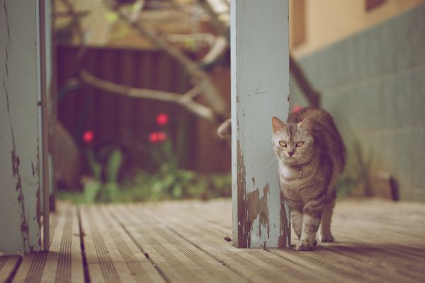 cat, animals, model, portrait, eyes, flowers