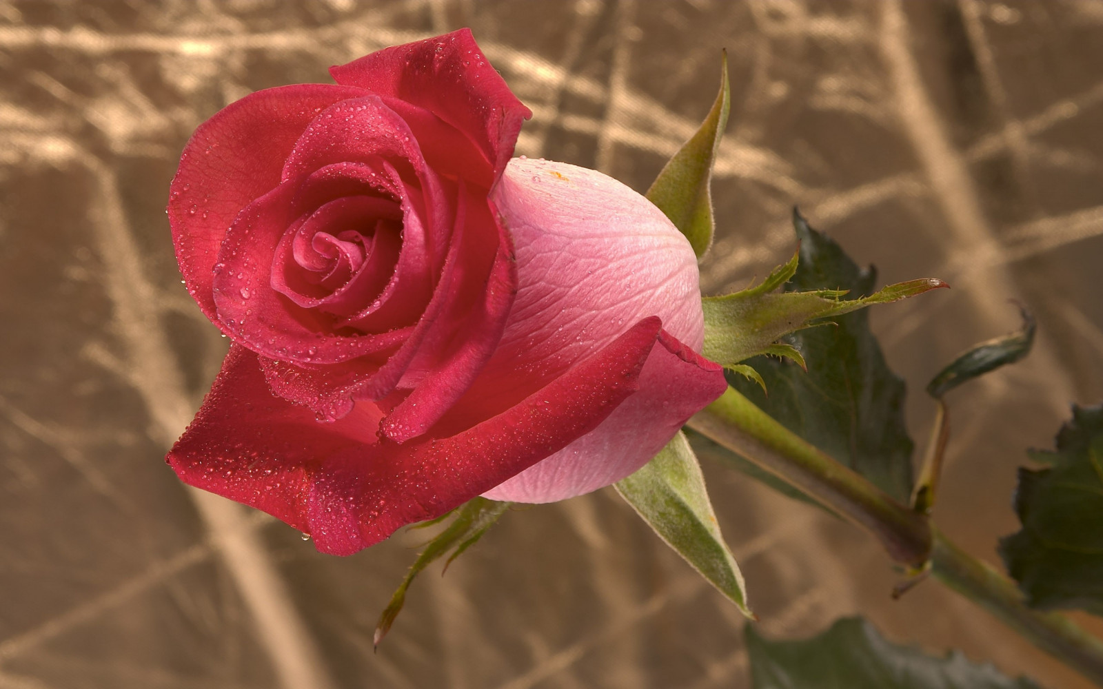 Wallpaper : rose, bud, flower, twig, stem 2560x1600 - 4kWallpaper ...