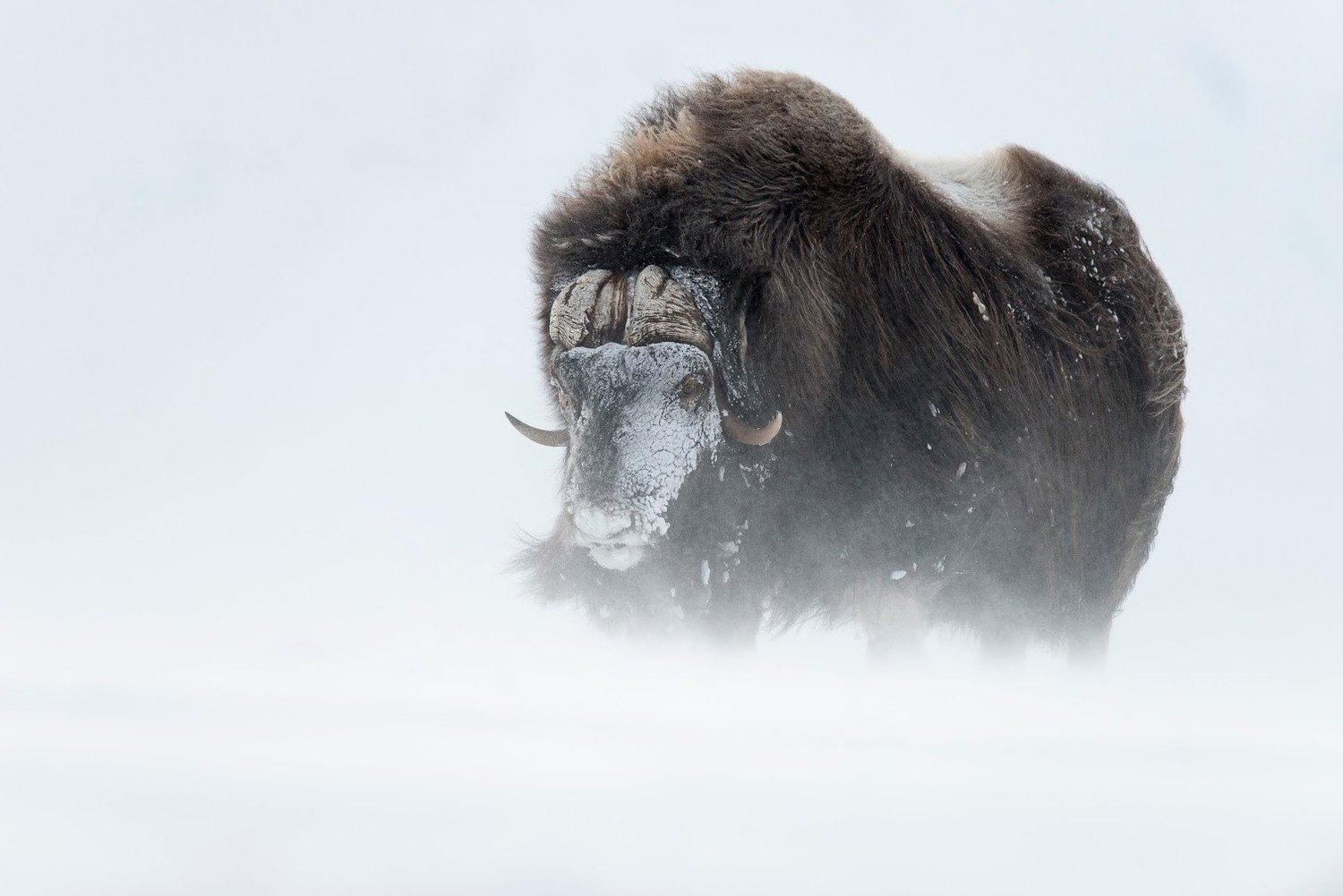 Wallpaper : 1500x1001 px, buffalo, snow 1500x1001 - 4kWallpaper