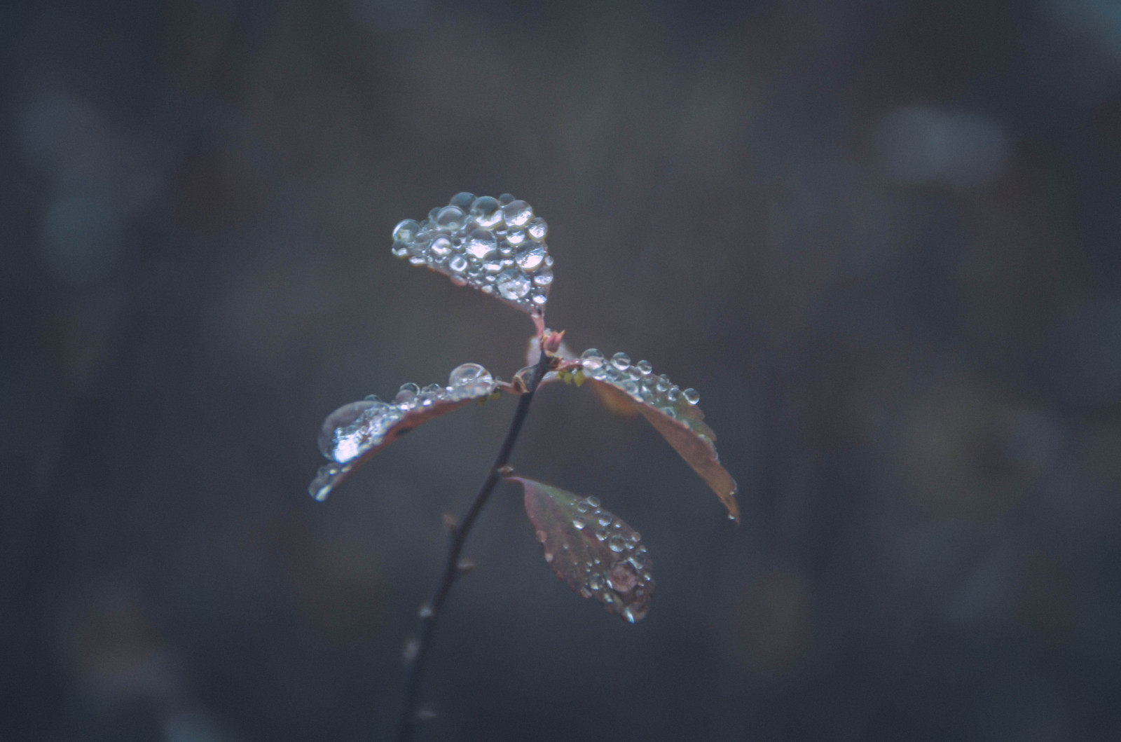 Blätter, Blumen, Wasser, Natur, Regen, Fotografie, Ast, ruhig, Frost, Tau, Blatt, Blume, Pflanze, fallen, Flora, Blütenblatt, Nahansicht, Makrofotografie, Pflanzenstamm, wirbellos, Feuchtigkeit
