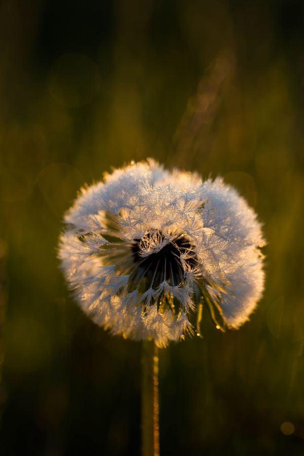 sunlight,nature,photography,green,yellow,dandelion