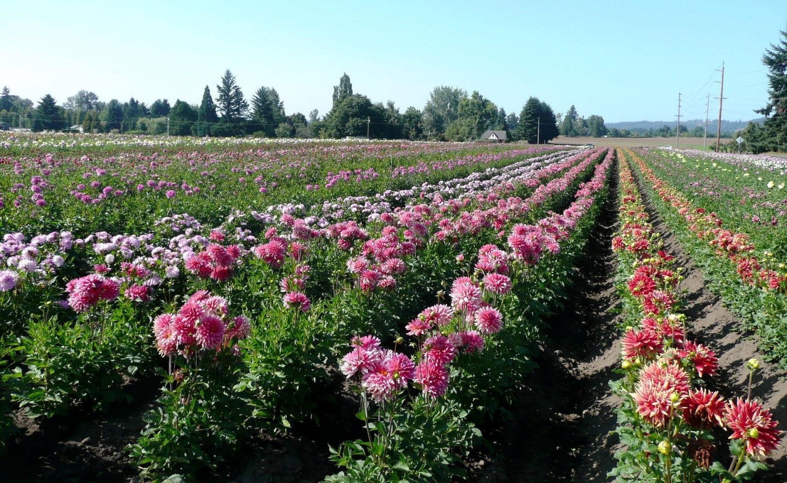 Wallpaper dahlias, flowers, field, beds, shade 1920x1180 wallup 1051794 HD Wallpapers