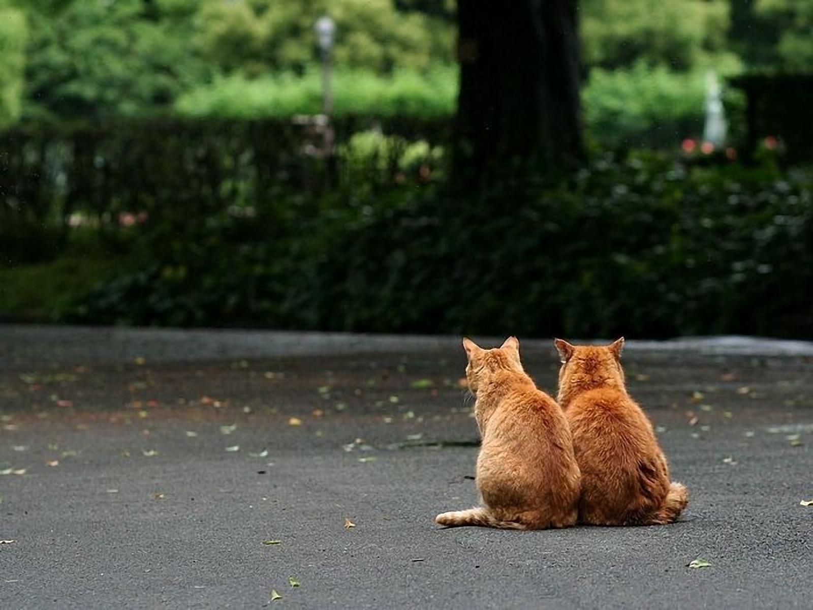 Wallpaper 1600x1200 px, animals, cats, Friends, kittens 1600x1200