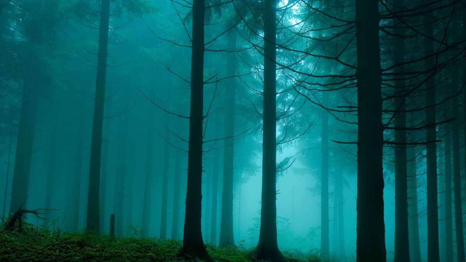 zonlicht, bomen, Bos, reflectie, groen, blauw, mist, onderwater-, atmosfeer, Aurora, boom, screenshot, 1920x1080 px, leefgebied, natuurlijke omgeving, atmosferisch fenomeen, computer wallpaper, ecosysteem