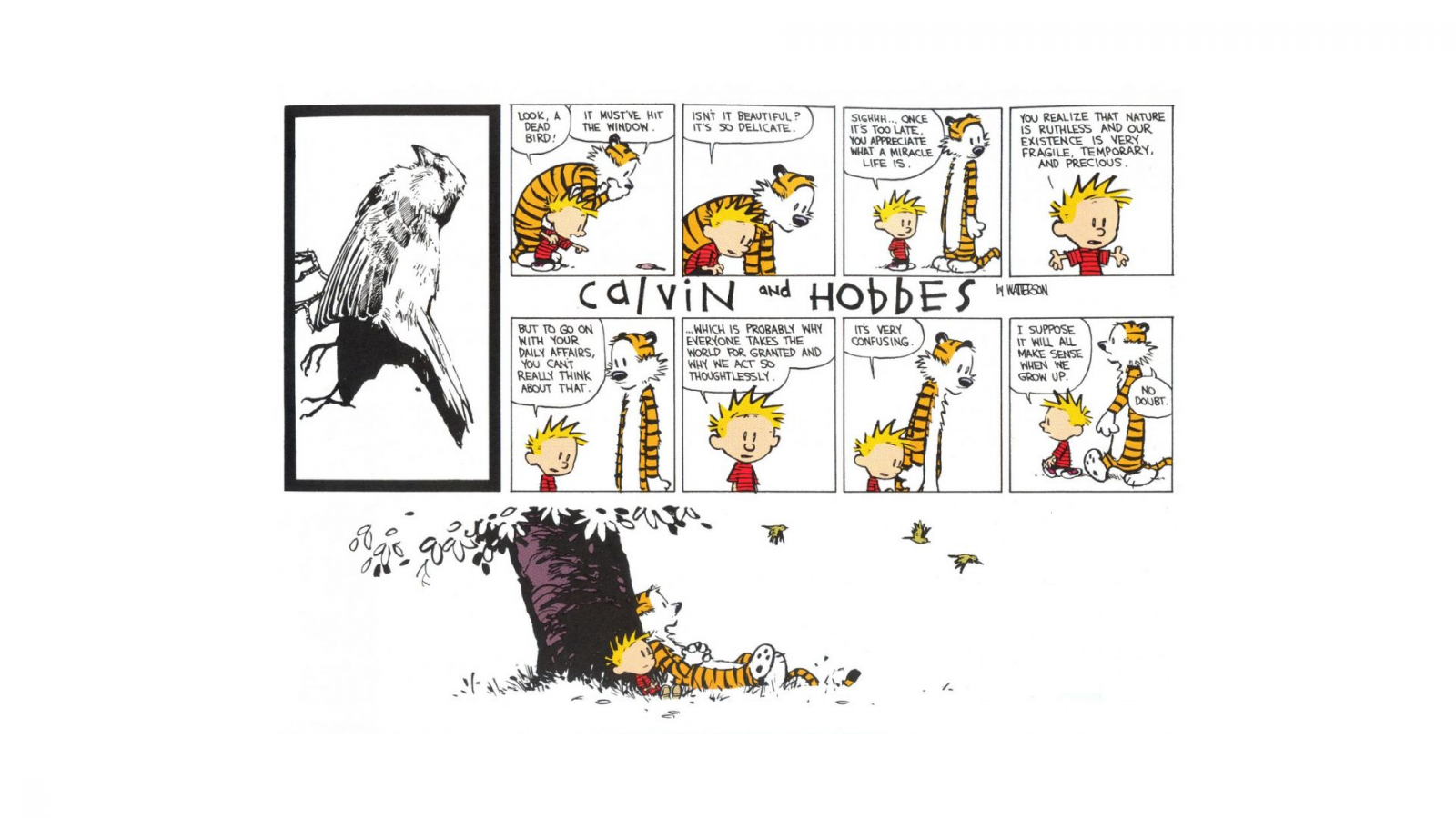 ilustrace, kreslená pohádka, značka, Calvin a Hobbes, čára, font