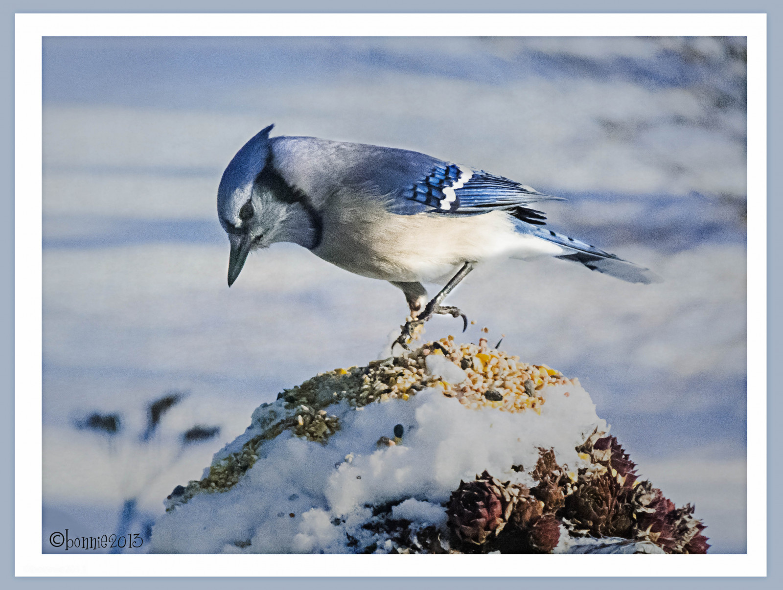 ptactvo, sníh, větev, Přátelé, Vrabec, Sojka, semínko, pták, bluejay, křídlo, ngc, fauna, qualitypixels, photomix, prohlížení pták, obratlovců, vrána jako pták, naturescarousel, naturewithallitswonders, inmybackyard, canadianfemalephotographers, photosofqualitytosmileabout, ilovehorsesandallgodscreatures, 5wonderwall, bluejayoriolejuncocardinalstarlinghawkgrackle, blue jay