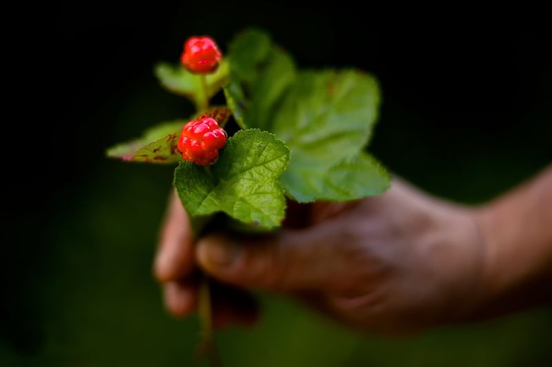 food, fruit, green, strawberries, photography, blossom food, fruit, green, strawberries, photography, blossom
