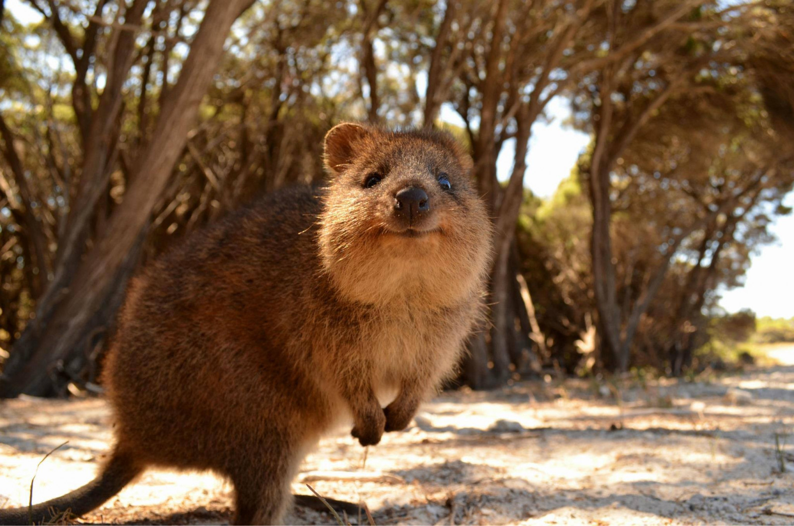 tierwelt-australiens
