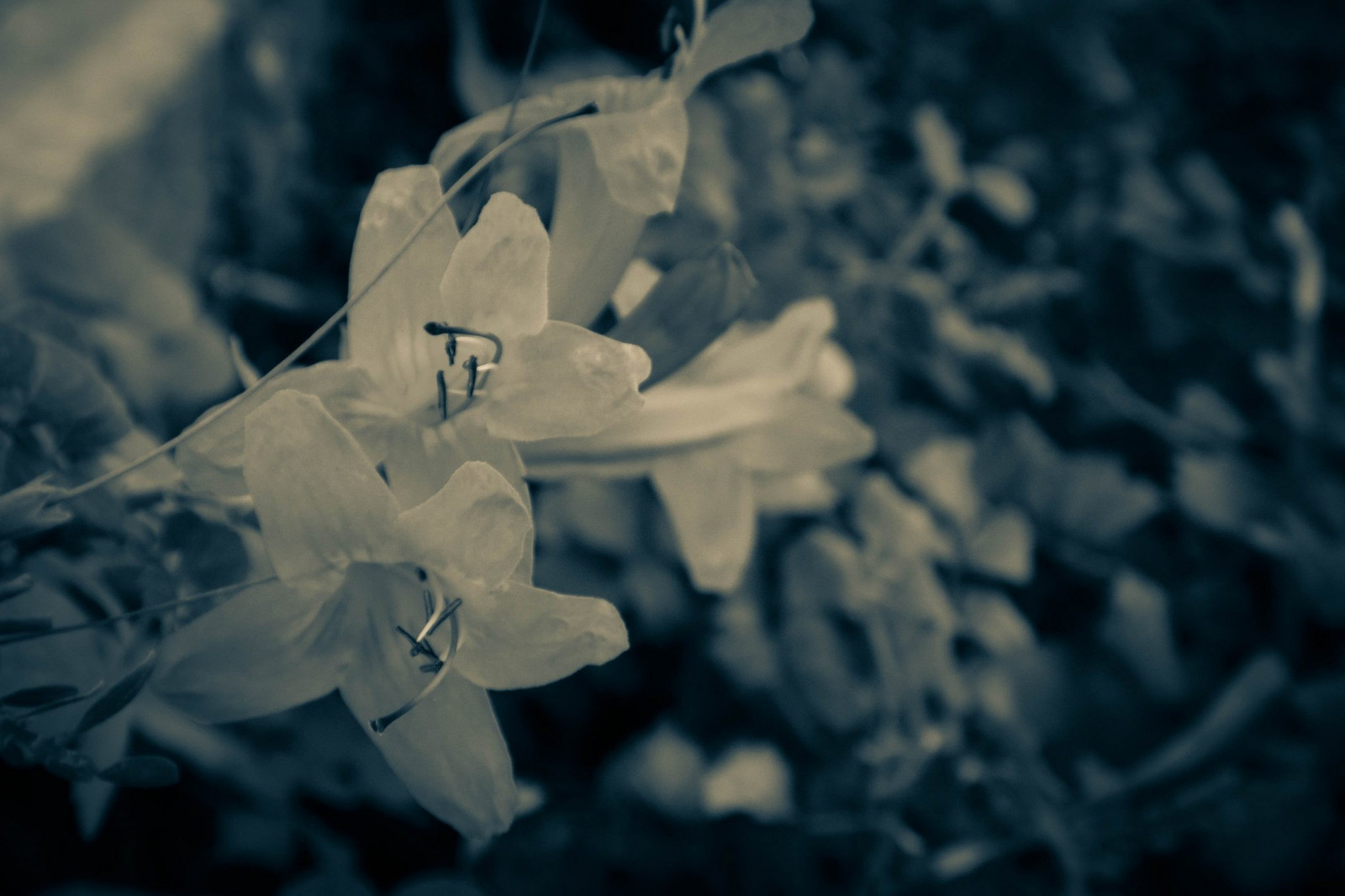 slunečnímu záření, bílý, Černá, černobílý, květiny, Příroda, fotografování, modrý, jaro, světlo, barva, list, květ, rostlina, tma, okvětní lístek, Černý a bílý, monochromatické fotografování, zblízka, makro fotografie