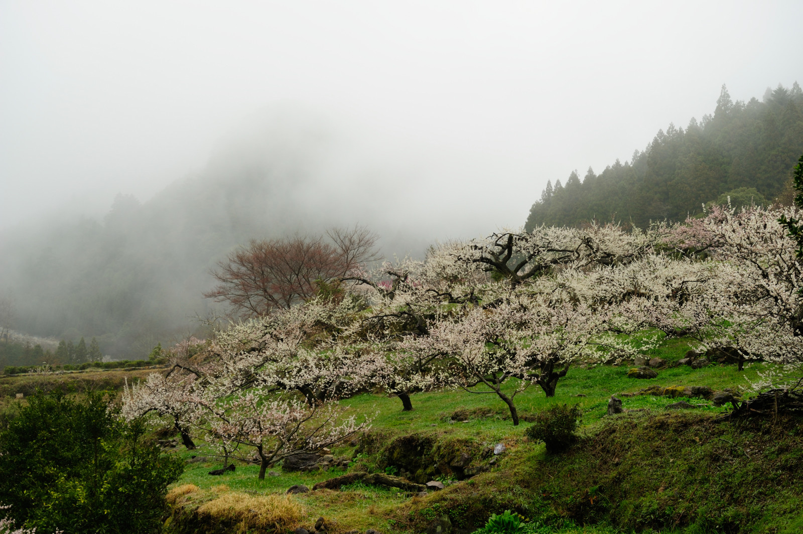 krajina, kopec, tráva, nebe, zima, pole, větev, ráno, mlha, Třešňový květ, Nikon, květ, jaro, mount scenérie, mrak, strom, mlha, hora, květ, rostlina, UME, vegetace, japaneseapricot, D3S, vysočina, venkov, dřevina, horských reliéf, pohoří, stanice hill, klesl, křoviny, afsnikkor2470mmf28ged, Aichi, Shinshiro, Umetree, Kaore, Japaneseapricottree, plant community